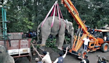 ಕಾಡಾನೆಗಳು ನಾಡಿಗೇಕೆ ಬರುತ್ತವೆ?  ನಾಡಿಗೆ ಬರುವ ಕಾಡಾನೆಗಳ ಪಾಡು ಗೊತ್ತೇ?