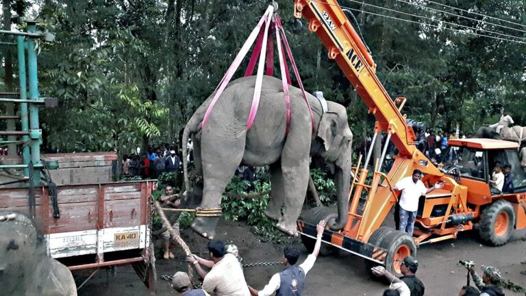 ಕಾಡಾನೆಗಳು ನಾಡಿಗೇಕೆ ಬರುತ್ತವೆ?  ನಾಡಿಗೆ ಬರುವ ಕಾಡಾನೆಗಳ ಪಾಡು ಗೊತ್ತೇ?