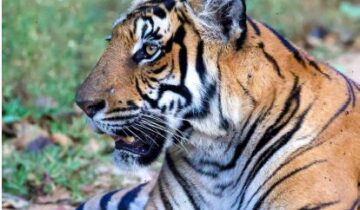 ಕಾನನ : ಜನವರಿ 2026