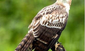 ಕಾನನ : ಫೆಬ್ರವರಿ 2026