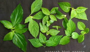 ಪರ್ಣ ಲೋಕ  ಆರಂಭ – ಭಾಗ ೧