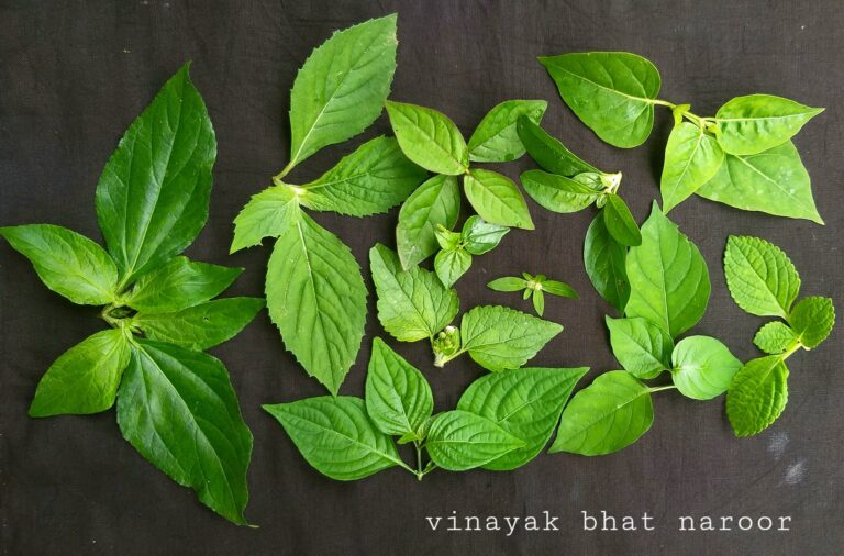 ಪರ್ಣ ಲೋಕ  ಆರಂಭ – ಭಾಗ ೧