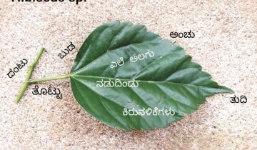 ಪರ್ಣ ಲೋಕ – ಭಾಗ 2