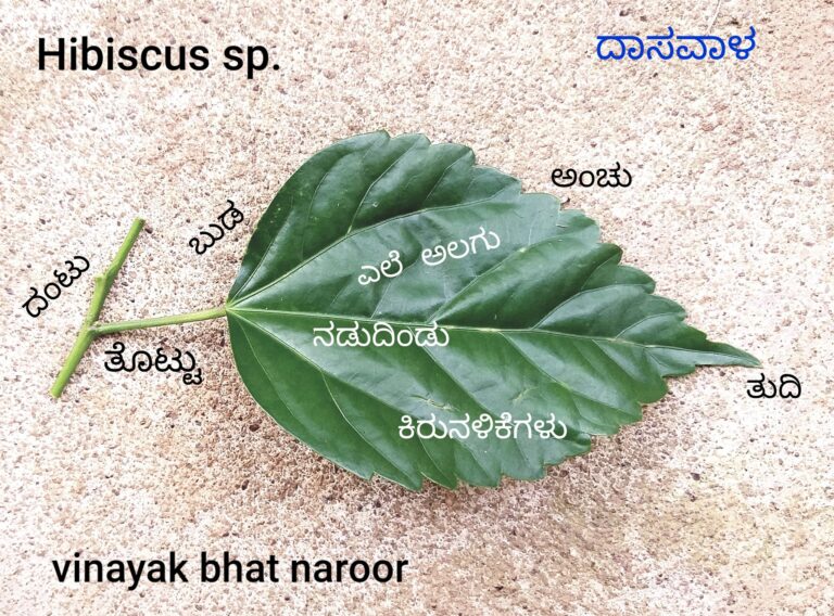 ಪರ್ಣ ಲೋಕ – ಭಾಗ 2