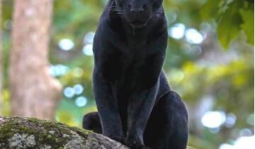 ಕಾನನ : ಮಾರ್ಚ್ 2026