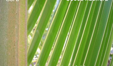 ಪರ್ಣ ಲೋಕ – ಭಾಗ 10 : ತೆಂಗು