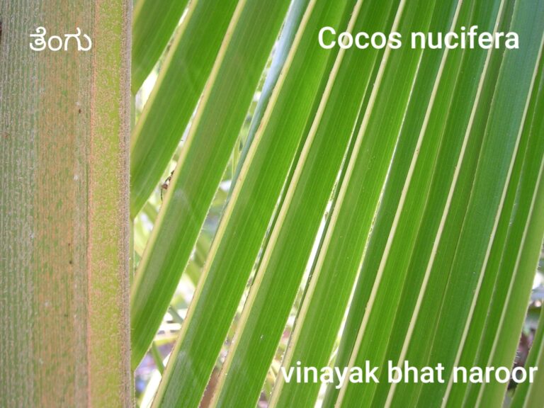 ಪರ್ಣ ಲೋಕ – ಭಾಗ 10 : ತೆಂಗು