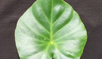 ಪರ್ಣ ಲೋಕ – ಭಾಗ 3 : ಮರಕೆಸ