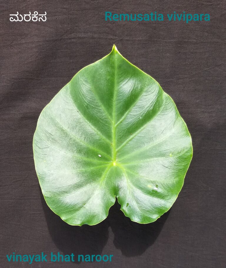 ಪರ್ಣ ಲೋಕ – ಭಾಗ 3 : ಮರಕೆಸ