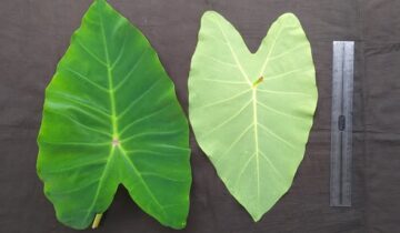 ಪರ್ಣ ಲೋಕ – ಭಾಗ 4 : ಕೆಸ