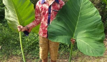 ಪರ್ಣ ಲೋಕ – ಭಾಗ 5 : #ಹಾಲುಕೆಸ #ಮುಂಡಿ