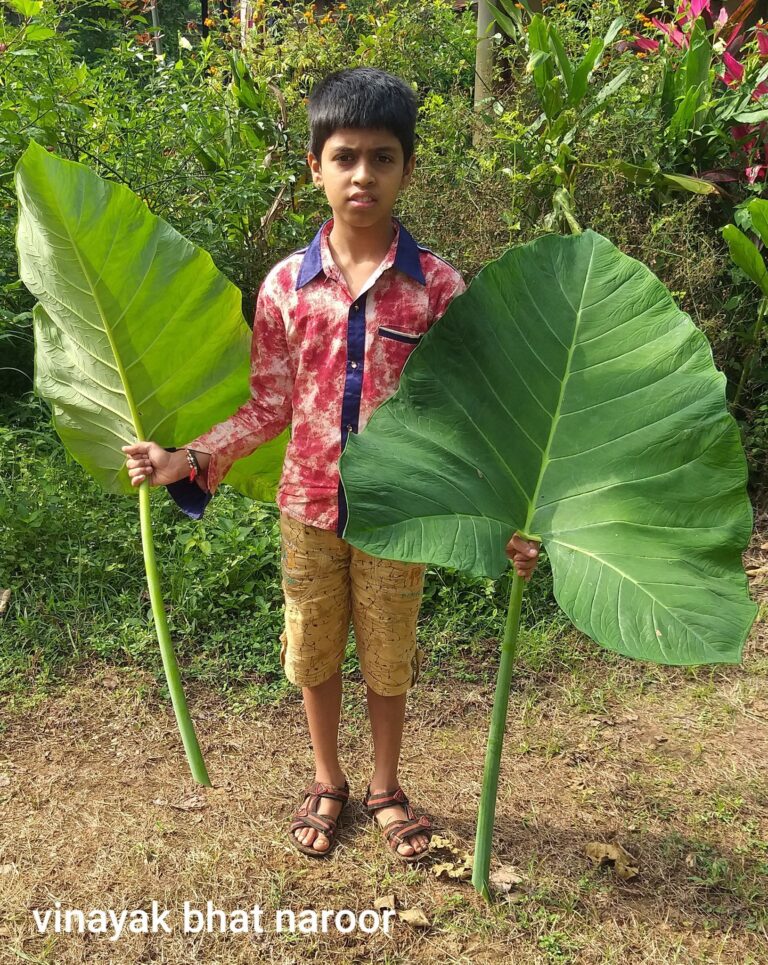 ಪರ್ಣ ಲೋಕ – ಭಾಗ 5 : #ಹಾಲುಕೆಸ #ಮುಂಡಿ