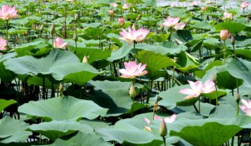 ಪರ್ಣ ಲೋಕ – ಭಾಗ 6 : ಕಮಲ