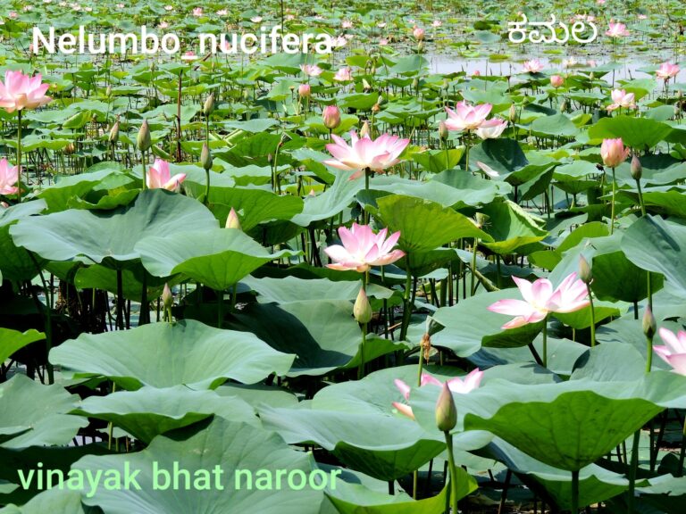 ಪರ್ಣ ಲೋಕ – ಭಾಗ 6 : ಕಮಲ