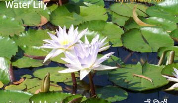 ಪರ್ಣ ಲೋಕ – ಭಾಗ 7 : ನೈದಿಲೆ