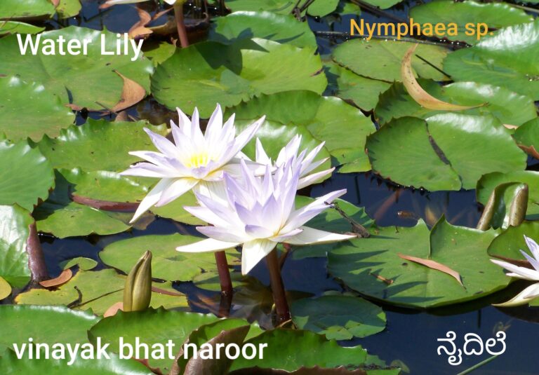 ಪರ್ಣ ಲೋಕ – ಭಾಗ 7 : ನೈದಿಲೆ