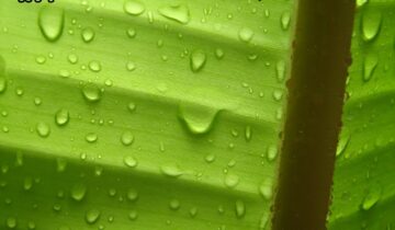 ಪರ್ಣ ಲೋಕ – ಭಾಗ 8 : ಬಾಳೆ