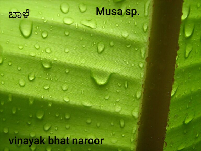 ಪರ್ಣ ಲೋಕ – ಭಾಗ 8 : ಬಾಳೆ