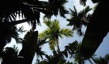 ಪರ್ಣ ಲೋಕ – ಭಾಗ 9 : ಅಡಿಕೆ