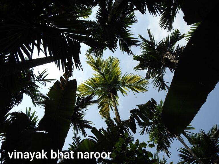 ಪರ್ಣ ಲೋಕ – ಭಾಗ 9 : ಅಡಿಕೆ