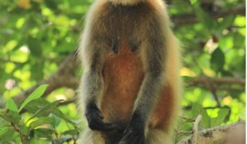 ಕಾನನ : ಏಪ್ರಿಲ್ 2026